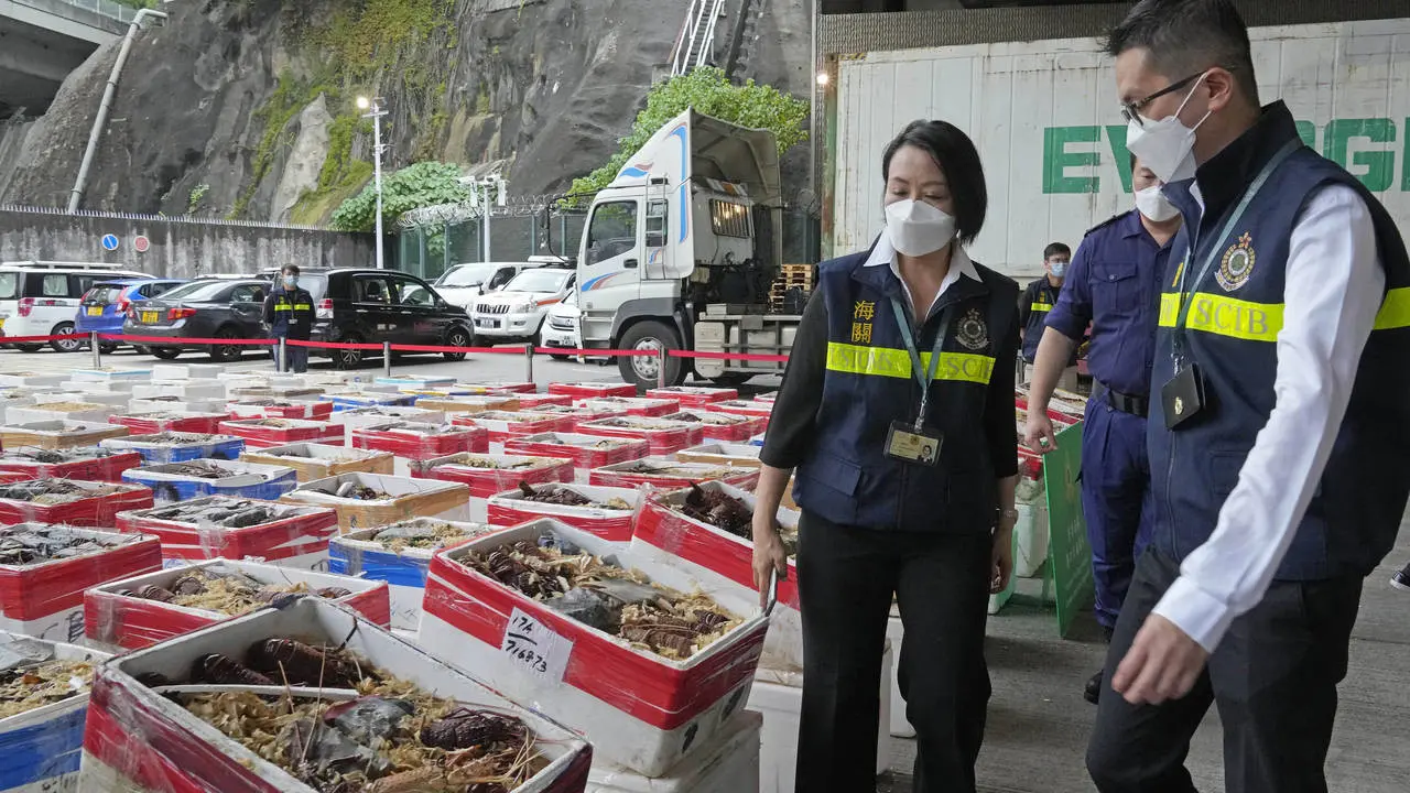 Hong Kong menyita lobster selundupan Australia (AP Photo/Kin Cheung)