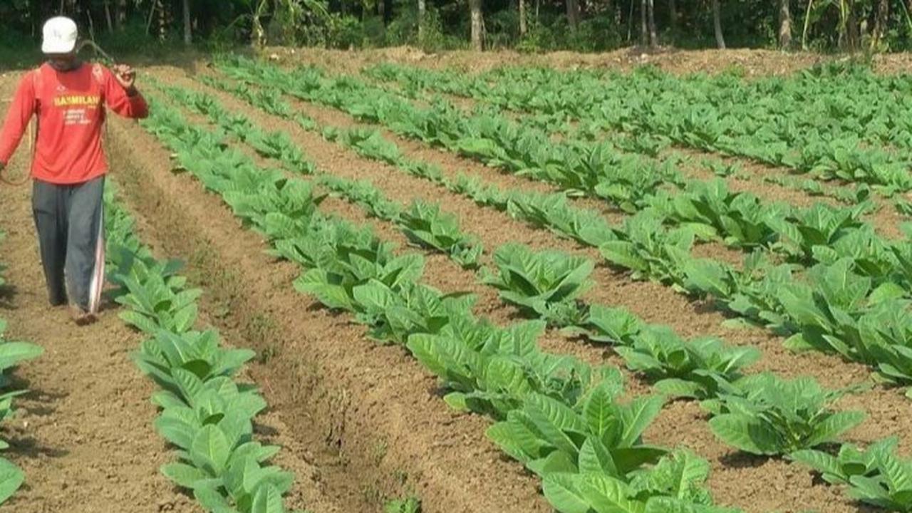 Bupati Klaten Desak Pencabutan Pasal Tembakau dalam PP 28/2024: Demi Lindungi Petani