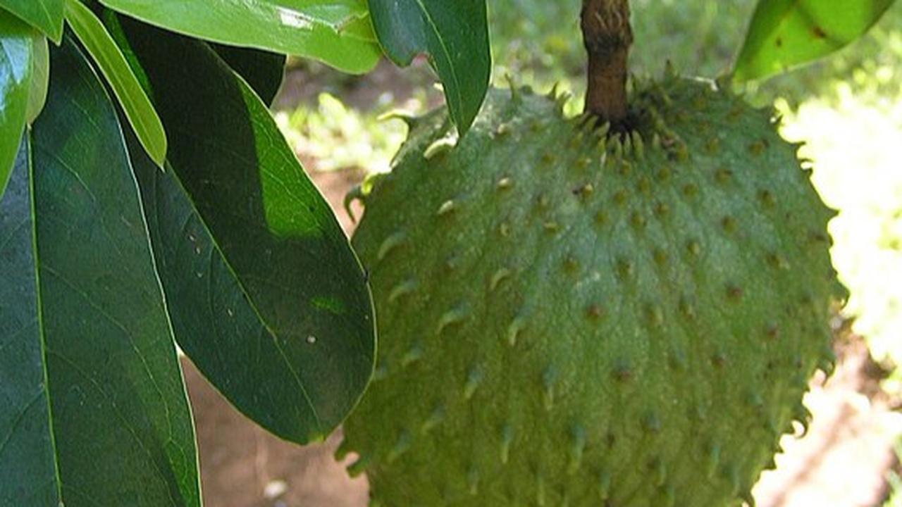Khasiat Daun Sirsak, Ternyata Bisa Bantu Mengobati Asam Urat dan Diabetes