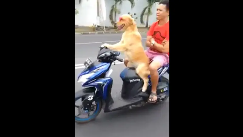 Anjing Ini Mengenderai Motor Matic dan Memboncengkan Majikannya