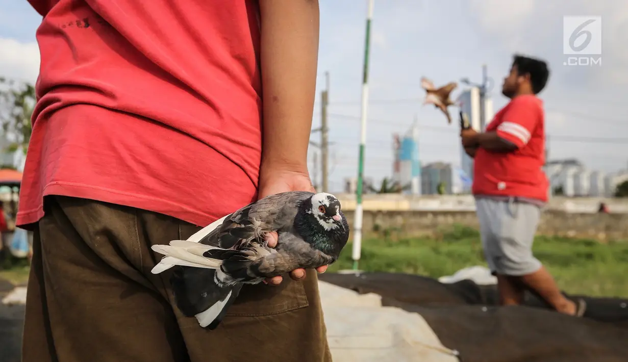 Warga memegang burung dara kolong lapak tanggul di pesisir Banjir Kanal Barat, Petamburan, Tanah Abang, Jakarta, Rabu (27/2). Latihan yang digelar setiap sore ini diikuti sejumlah komunitas burung dara. (Liputan6.com/Fery Pradolo)