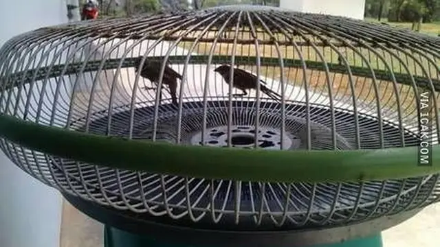 6 Potret Hewan Tak Sesuai dengan Kandangnya Ini Bikin Gagal Paham
