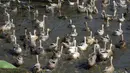 Bebek berenang di kolam di peternakan desa Snoa di luar Phnom Penh, Kamboja, Kamis (23/2/2023). Pejabat sedang menunggu hasil tes dari beberapa burung mati yang ditemukan di dekat desa gadis kecil berusia 11 tahun di Kamboja yang meninggal karena flu burung. (AP Photo/Heng Sinith)