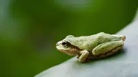 Pacific Tree Frog (webdev01v.burke.washington.edu/Heidi Rockney)