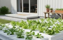 9 Ide Kebun Sayur Minimalis Belakang Rumah Modal Rp300 Ribu, Praktis dan Hemat Biaya