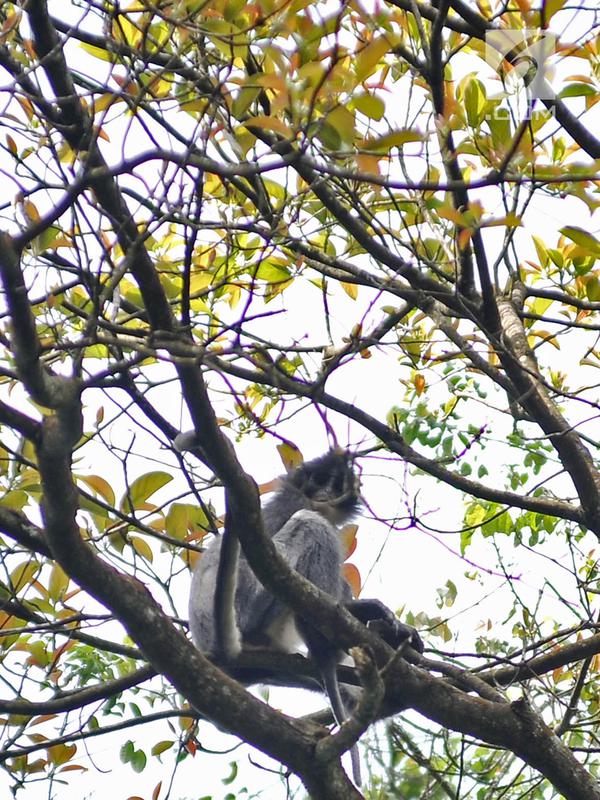 Monyet Surili Jawa (Presbytis Comata) bertengger di pepohonan Taman Nasional Gunung Halimun Salak (TNGHS), Jawa Barat, Sabtu (5/1). Surili dewasa memiliki warna punggung (dorsal) berwarna hitam atau cokelat tua keabuan. (Merdeka.com/Iqbal Nugroho)