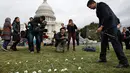 Rep. Ro Khanna, D-Calif meletakkan bunga di halaman rumput Gedung Capitol (kantor kongres) AS, Senin (19/3). 5000 bunga diletakkan untuk mengenang ribuan anak yang tewas akibat pengeboman oleh koalisi pimpinan Arab Saudi di Yaman. (AP/Jacquelyn Martin)