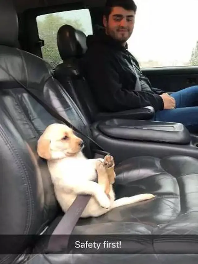 7 Potret Anjing saat Diajak Naik Mobil Ini Ekspresinya Kocak