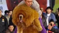 Anjing Berbulu Tebal Ini Dijual Rp 24 Miliar