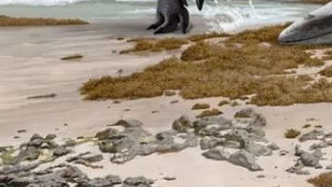 Ilmuwan Temukan Dua Spesies Baru Dinosaurus, Hidup 66 Juta Tahun Lalu sebagai Predator Ganas