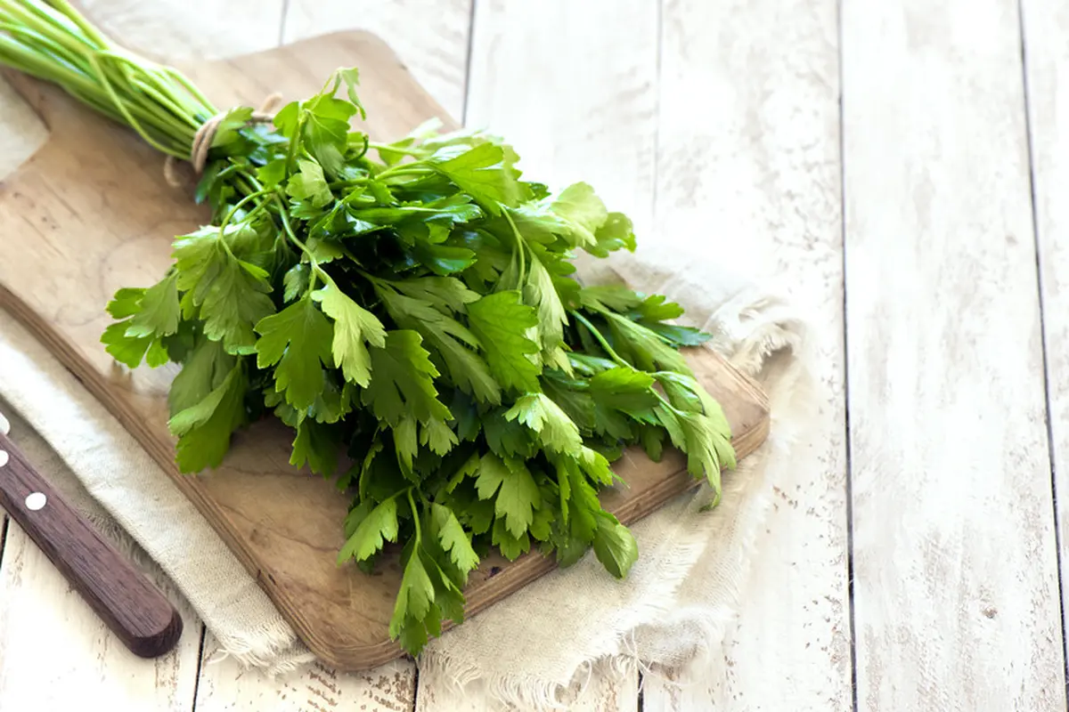 daun parsley segar