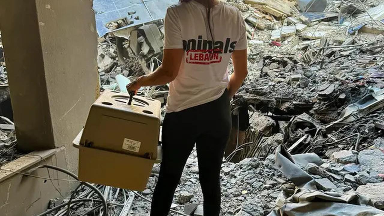 Misi Penyelamatan Kucing Terlantar di Lebanon