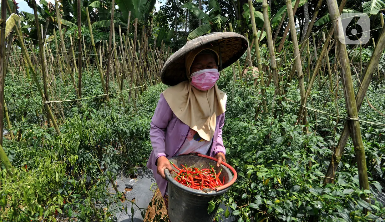 Petani memanen cabai keriting di kawasan Pesawah, Cicurug, Sukabumi, Rabu (22/04/2020). Sejak penerapan Pembatasan Sosial Berskala Besar (PSBB), sejumlah petani mengeluhkan harga cabai keriting di tingkat petani yang turun dari Rp 20 ribu per kg menjadi Rp 12 ribu per kg. (merdeka.com/Arie Basuki)