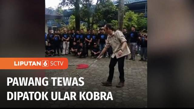 Instruktur ular kobra, Aji Rahmat Purwanto sekaligus pendiri Yayasan Sioux Ular Indonesia, tewas digigit ular king kobra.