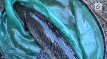 20 ikan Aligator diserahkan warga kepada Balaik Karantina Ikan untuk dimusnahkan. Diduga masih ada beberapa ikan Aligator yang belum diserahkan kepada petugas.