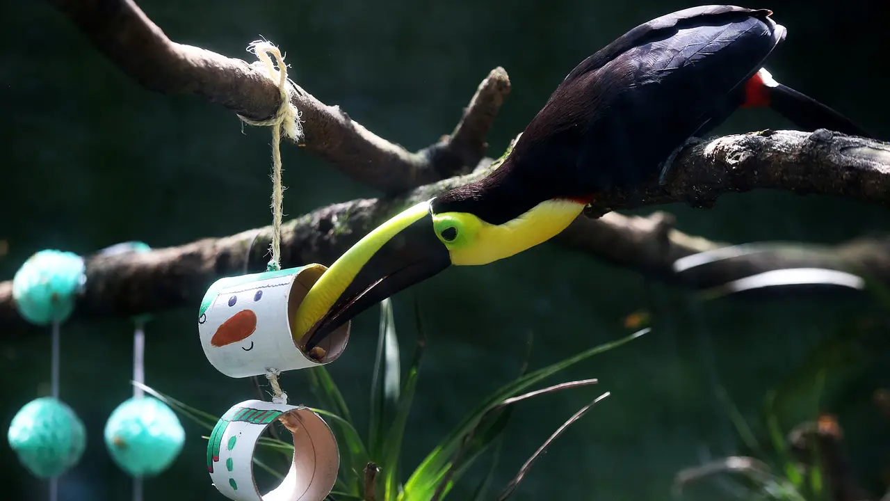 Kado Natal untuk Hewan di Kebun Binatang Kolombia