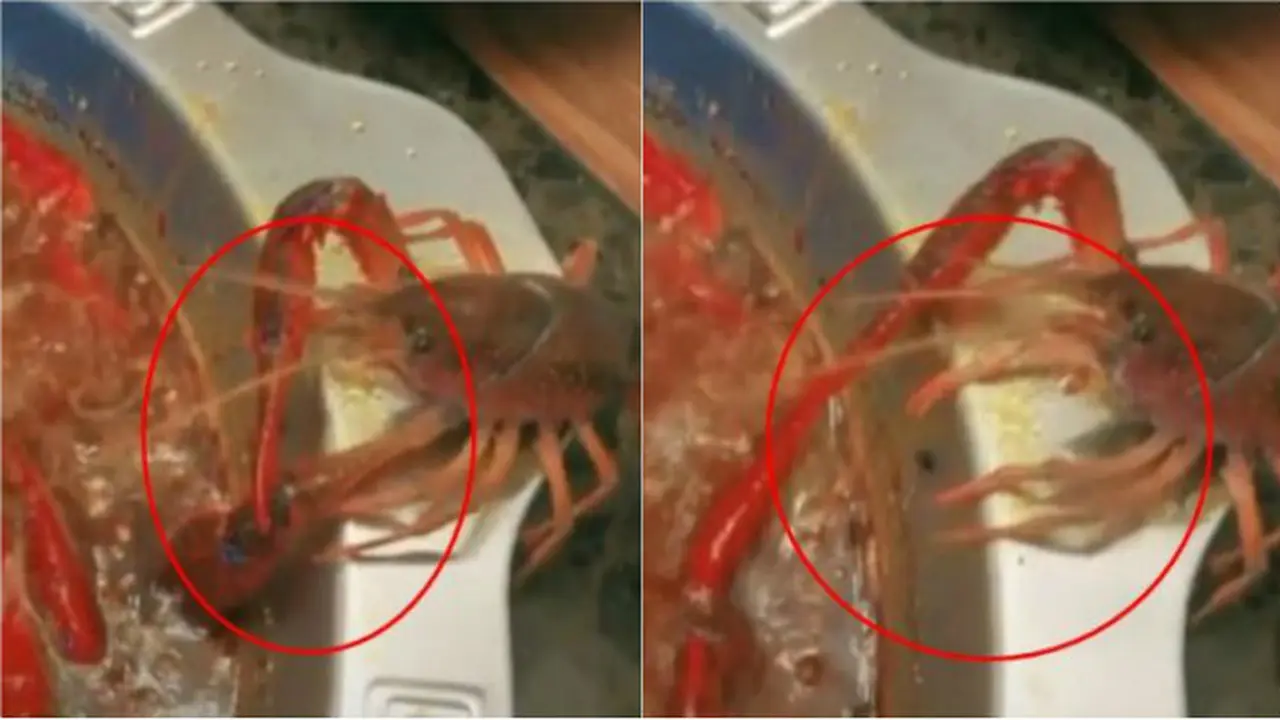 Demi menyelamatkan nyawa, udang ini memotong sendiri salah satu capitnya.