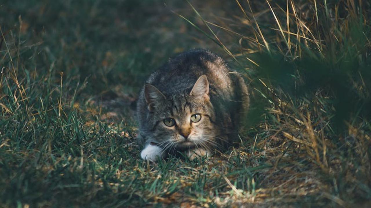 Kucing Berburu