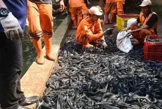 Petugas Sudin Ketahanan Pangan, Kelautan dan Pertanian Jakarta Selatan menangkap ikan sapu-sapu di kawasan Setu Babakan. (merdeka.com/Arie Basuki)