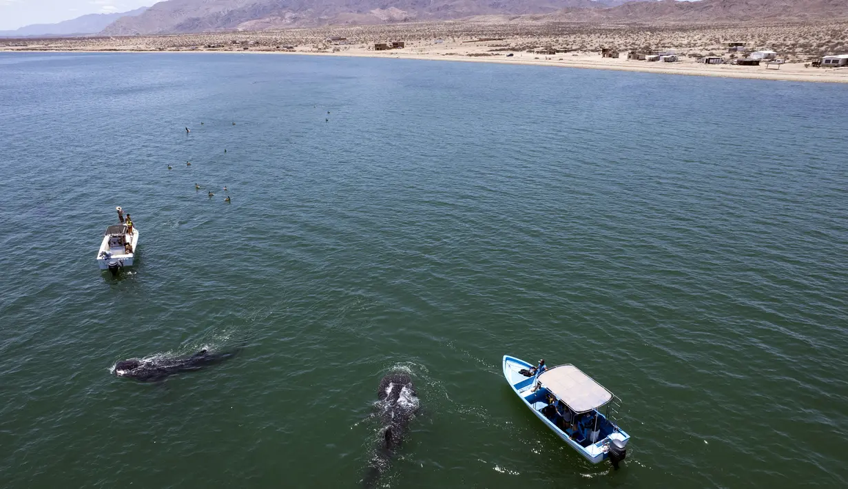 Pemandangan udara hiu paus (Rhincodon Typu) berenang dekat perahu pengunjung di Laut Cortez di Bahia de los Angeles, negara bagian Baja California, Meksiko pada 17 Juli 2021. Pengunjung dapat menikmati berenang bersama hiu paus, ikan terbesar di dunia, di Bahia de Los Angeles. (Guillermo Arias/AFP)