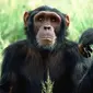 Simpanse ini dilepaskan ke alam liar setelah direhabilitasi oleh Tchimpounga Chimpanzee Rehabilitation Center dari Goodall Institute.