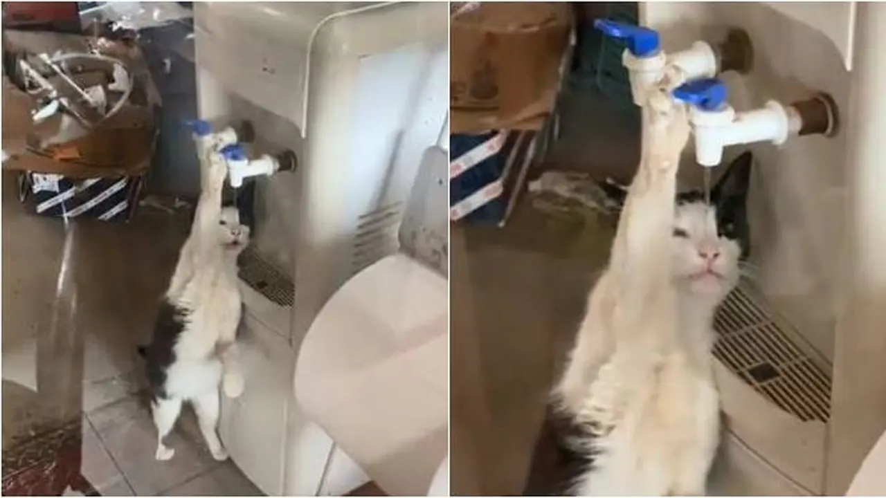 Viral, Aksi Gemas Kucing Minum dari Dispenser Ini Kocak Banget