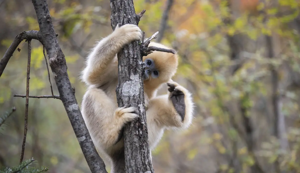 Seekor monyet emas di Pusat Penelitian Monyet Emas Dalongtan, Taman Nasional Shennongjia, Provinsi Hubei, China, 11 Oktober 2020. Berkat upaya otoritas setempat dan perbaikan lingkungan selama beberapa tahun terakhir, jumlah monyet emas di Shennongjia kini hampir 1.500 ekor. (Xinhua/Wang Siban)