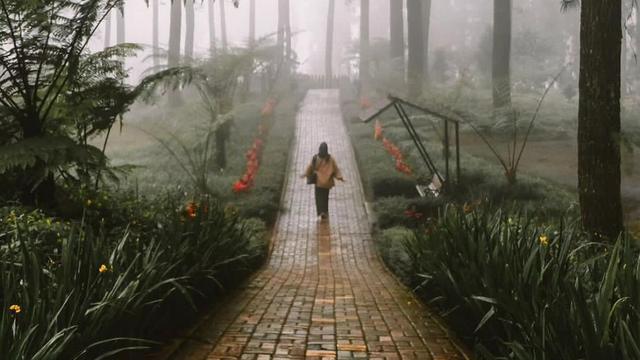 Jembatan Kaca The Geong Pecah hingga Bikin 1 Wisatawan Meninggal, Hutan Pinus Limpakuwus Ditutup