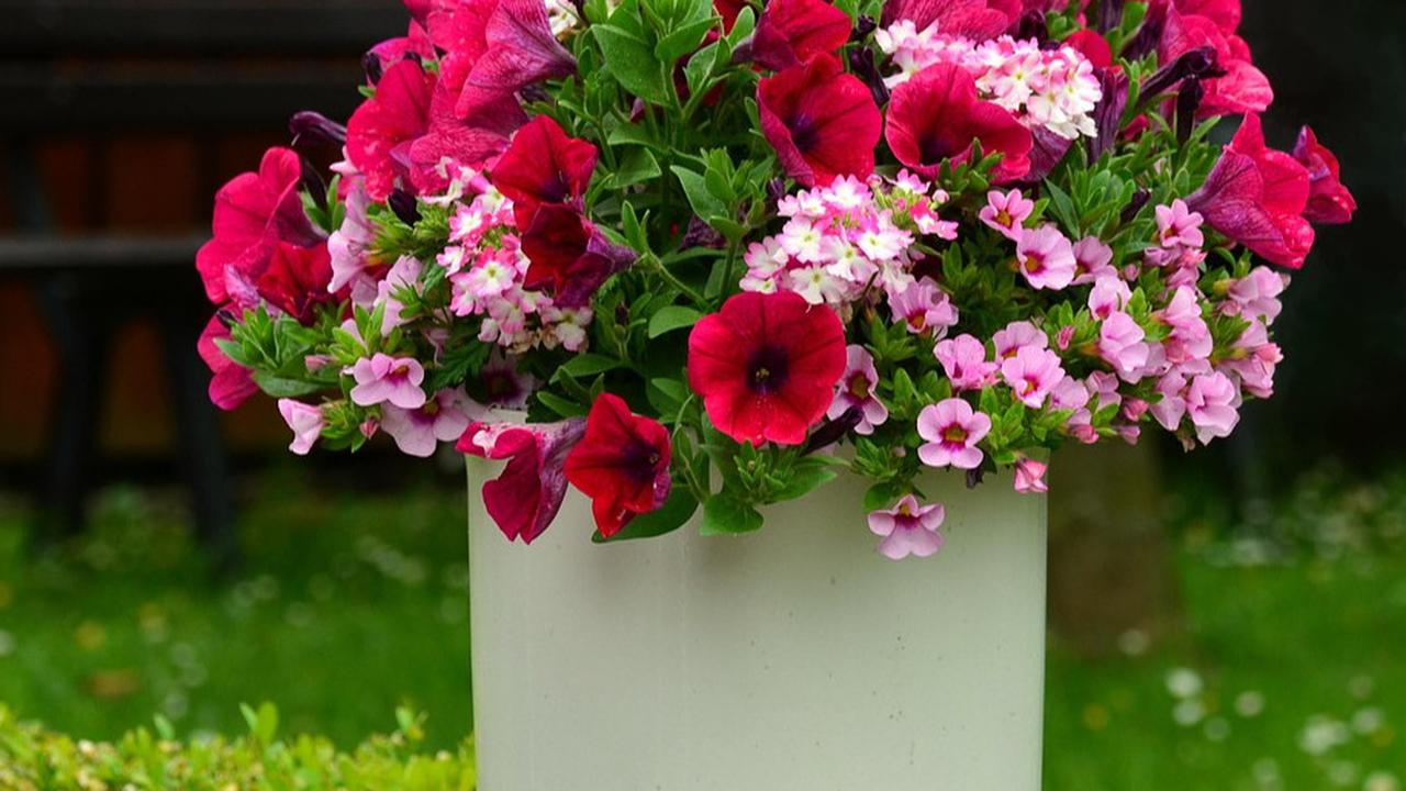 Petunia