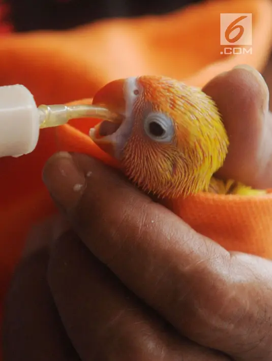 Peternak memberikan nutrisi  anakan burung love bird di tempat budidaya Perumahan Pondok Arum, Tangerang, Senin (4/2). Burung tersebut setelah dibudidayakan dijual dari Rp250 ribu sampai Rp1,5 juta tergantung warna dan suara. (Merdeka.com/Arie Basuki)