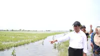 Menteri Pertanian Andi Amran Sulaiman meninjau lahan pertanian yang terdampak banjir.