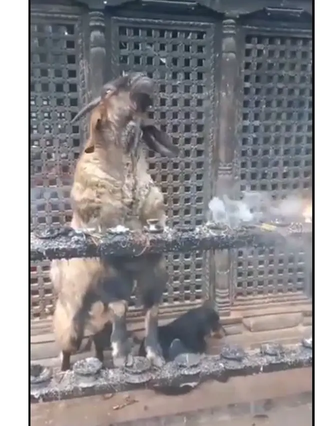 Fenomena Unik, Aksi Kambing Hirup dan Embuskan Asap Dupa Kuil Ini Jadi Tontonan