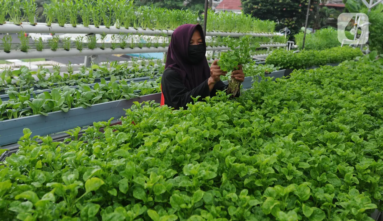 Warga kelompok tani Komplek AL Gandaria memanen sayuran di kebun Hidroponik di Radio Dalem, Jakarta, Senin (14/2/2022). Kebun yang dikelola mandiri warga ditanami sayuran kangkung, bayam brazil, seledri dan sawi ijo dengan rata-rata pendapatan sekitar Rp5 juta per bulan. (merdeka.com/Arie Basuki)