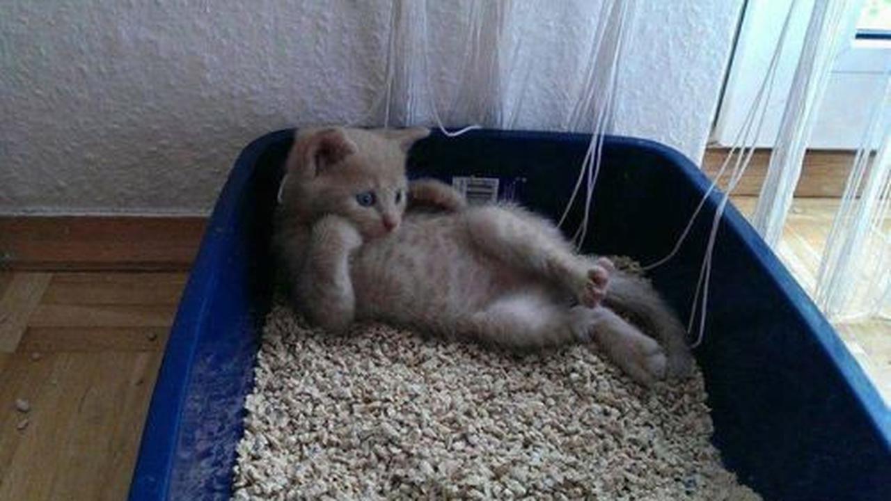 6 Pose Absurd Kucing Saat di Litter Box Ini Kerap Bikin Tepuk Jidat
