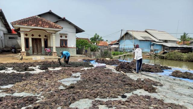 Koperasi Mina Agar Makmur, produsen rumput laut binaan Subholding Upstream Regional Jawa Bagian Barat Field Tambun