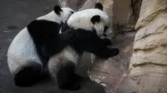 Anak panda, Yuan Meng (kanan) bermain dengan induknya, Huan Huan di kandang mereka di Zoo de Beauval. Prancis pada 26 Agustus 2019. Ibu Yuan Meng dan bapaknya, Yuan Zi, merupakan pinjaman dari China yang bertujuan menekankan hubungan yang baik dengan Prancis. (GUILLAUME SOUVANT / AFP)