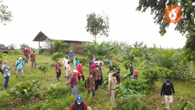 Kebun Kopi di Kukar