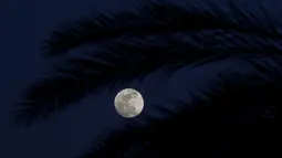 Bulan terbit di bawah pohon palem di Herzeliya, Selasa 30 Januari 2018. (AP Photo / Ariel Schalit)