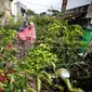 Tiap kampung berkebun mendapat tambahan komoditas dari pemerintah seperti bawang, cabai, tomat, terong, kemangi dan aneka bumbu dapur lainnya. (Foto: Liputan6.com/Humas Pemkot Bandung/Arie Nugraha)