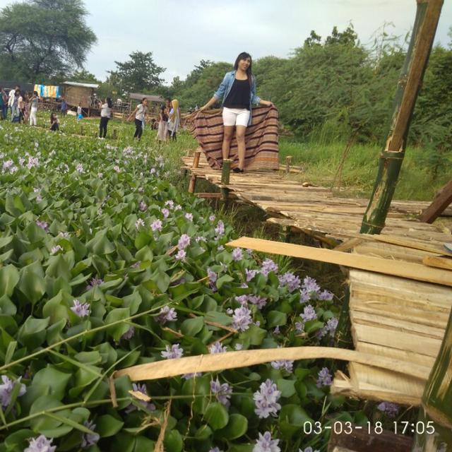 Kesegaran Pagi Dari Taman Eceng Gondok Kupang Regional