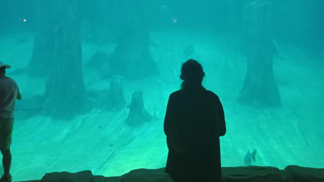 Amazone Flooded Forest