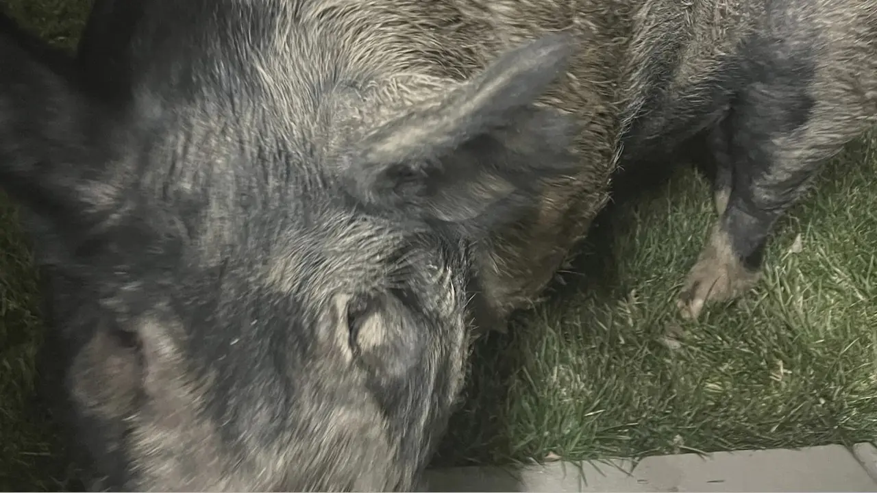 Babi seberat 450 pon atau setara 204 kilogram itu keluar dari kandangnya lalu berkeliaran di jalan (AP).