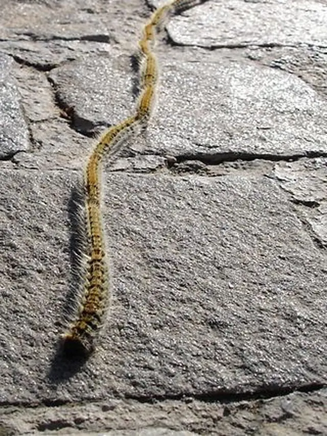Ilustrasi Pine processionary caterpillar (ulat prosesi pinus atau ulat bulu prosesi pinus) yang menyerang Paris, Prancis setelah invasi kutu busuk. (Public Domain/Wikipedia)