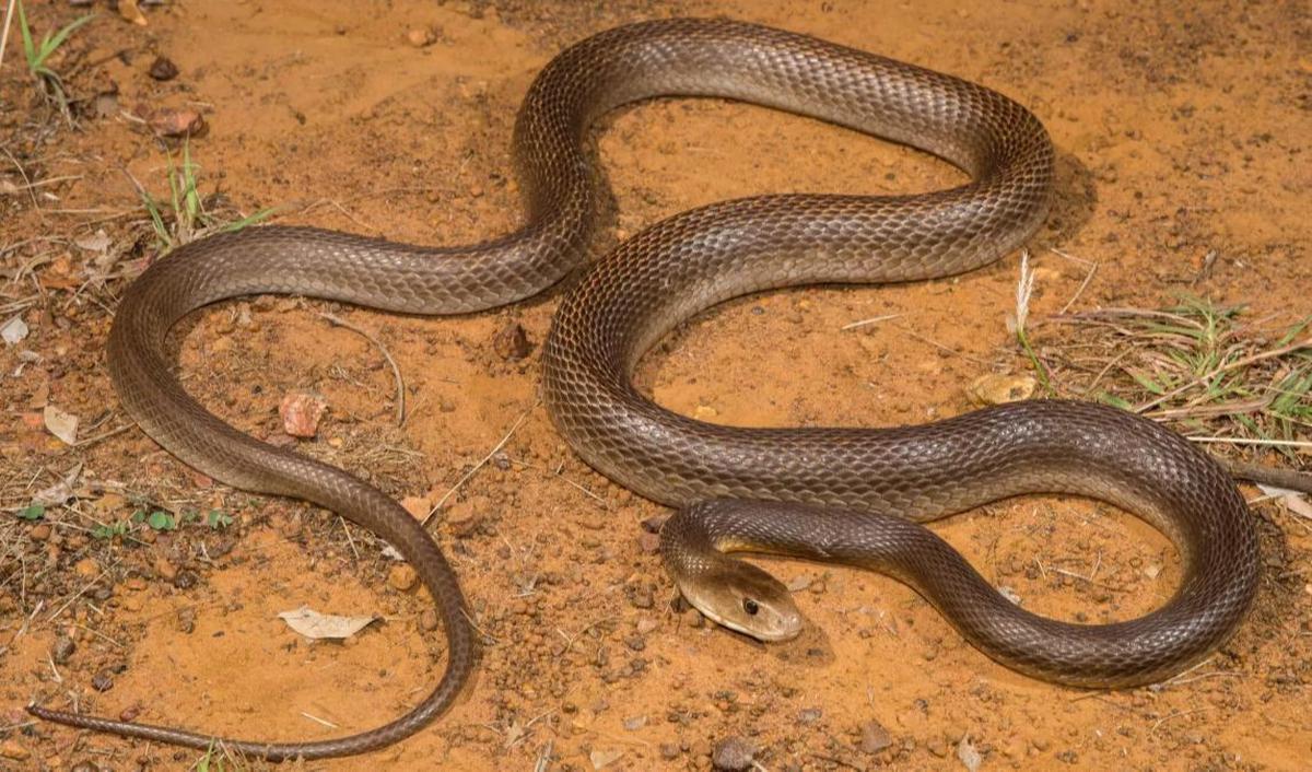 9. COASTAL TAIPAN