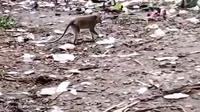Hutan Wisata Penghuni Monyet Ekor Panjang di Solear Tangerang, Dipenuhi Sampah Wisatawan. (Liputan6.com/Pramita Tristiawati)