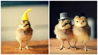Proyek terbarunya dengan anak ayam yang dinamai "Chicks in Hats".  (My Modern Met)