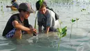 Kegiatan menanam mangrove tersebut dilakukan untuk pencegahan abrasi dan pelestarian hutan mangrove, Kepulauan Seribu, Jakarta Utara, Sabtu (3/5/2014) (Liputan6.com/Miftahul Hayat). 