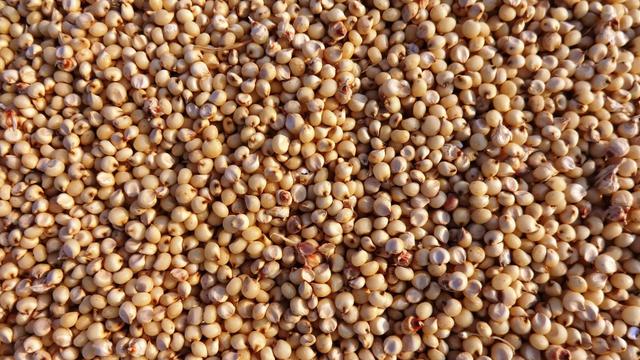 6 Manfaat Sorgum untuk Kesehatan, Sumber Karbohidrat Pengganti Beras