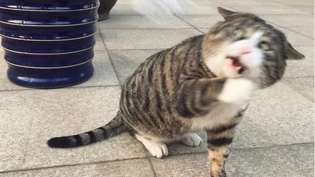 Tingkah Kocak Kucing Ini Viral Jadi Meme di Medsos