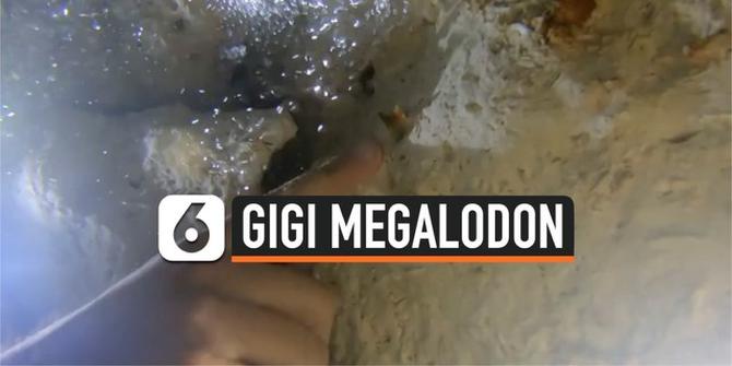 VIDEO: Gigi Hiu Purba Raksasa Ditemukan di Laut Meksiko